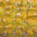 conchiglioni ripieni di Antonio Paolino